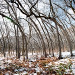 City Creek Canyon Trees